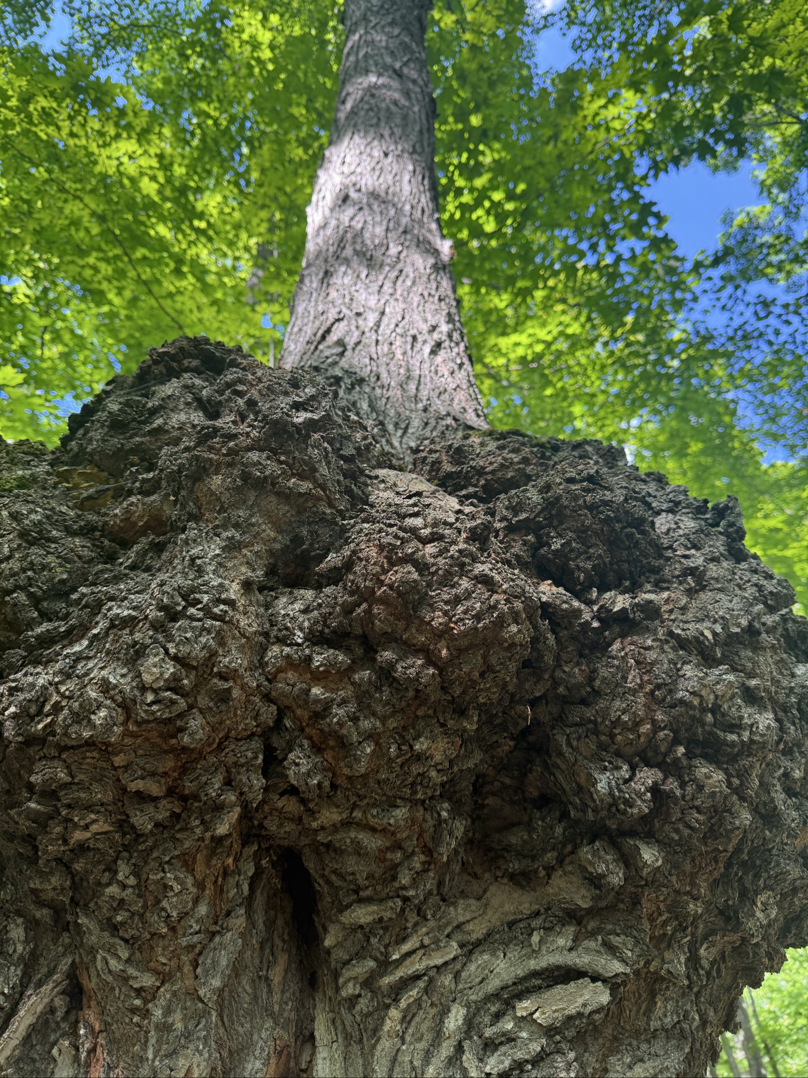 Cool tree on this route